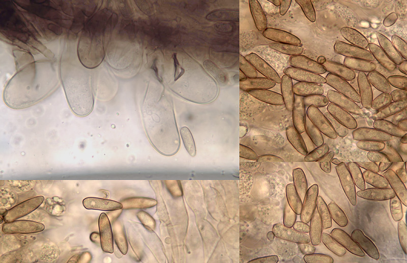 Inocybe stenospora spores cystidia Inocybe stenospora spory